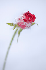 Einzelne Rosen Blüte im Schnee