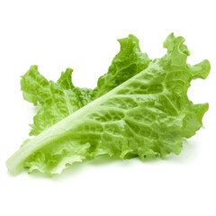 fresh green lettuce salad leaves isolated on white background