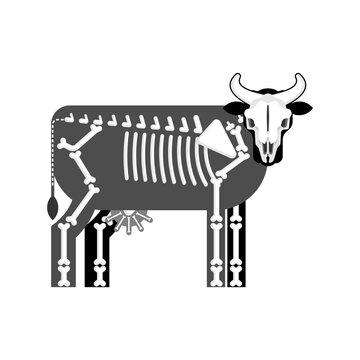 Cow skeleton isolated. Farm animal bones. Bull anatomy. vector illustration