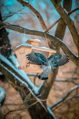 pigeon feeding from birdhouse