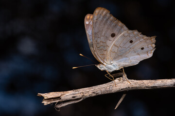 Borboleta-pavão-branco