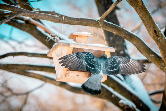 pigeon feeding from birdhouse - Powered by Adobe