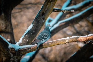 pigeon on a branch in winter