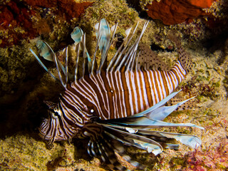 Naklejka na ściany i meble Lionfish (Pterois volitans) - Turks & Caicos