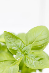 Basil Leaves closeup image with blurred background