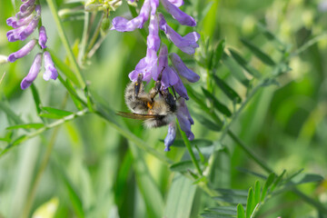 bee on a flower