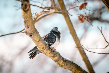 pigeon on a branch in winter