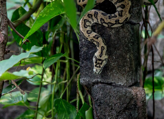 Snake on tree
