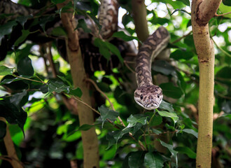 Naklejka premium Snake on tree