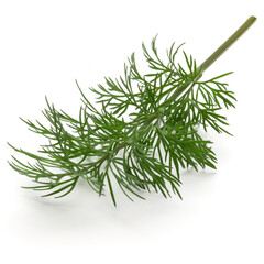 Close up shot of branch of fresh green dill herb leaves isolated on white background