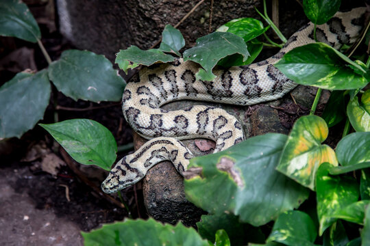 Snake on tree