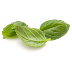 Sweet basil herb leaves isolated on white background closeup