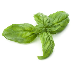 Close up studio shot of fresh green basil herb leaves isolated on white background. Sweet Genovese basil.