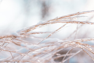 Obraz premium frozen grass