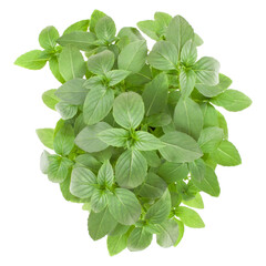 Fresh Thai basil herbs bouquet isolated on white background cutout. Top view.