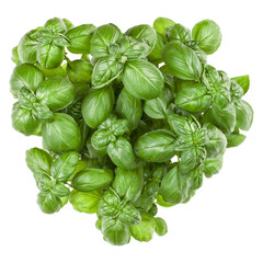 Fresh sweet Genovese basil bouquet isolated on white background cutout. Top view.