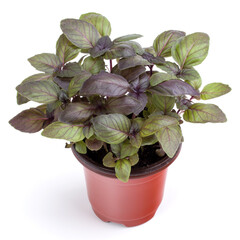 Fresh sweet Dark Opal basil herbs growing in pot isolated on white background cutout.
