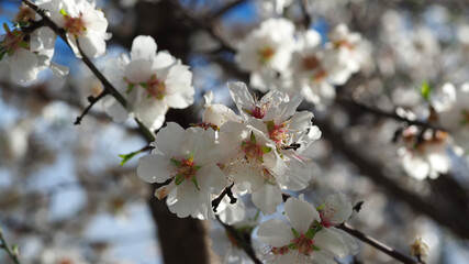 Beautiful almond tree in blossom as seen at spring in deep blue sky