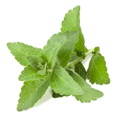 Stevia leaves pieces isolated om white background cut out.