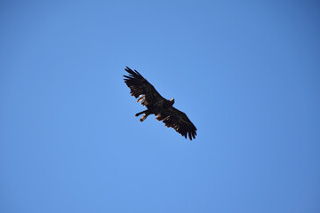 Mont Pinacle, Quebec, Canada: An eagle with its extended majestic wings and roughed up feathers spotted floating right above Mont Pinacle