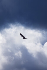 Mont Pinacle, Quebec, Canada: An eagle with its extended majestic wings spotted floating in the...