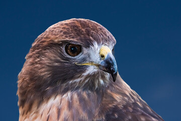 Red-tailed Hawk (Buteo jamaicensis) Protrait