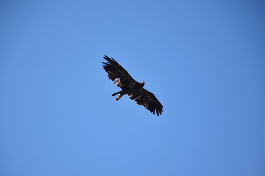 Mont Pinacle, Quebec, Canada: An eagle with its extended majestic wings and roughed up feathers spotted floating right above Mont Pinacle