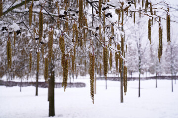 Fototapeta premium branches of the tree black alder or sticky alder - a type of tree of the genus Alder of the Birch family 