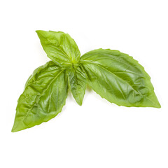 sweet basil herb leaves isolated on white background. Genovese basil leaf.