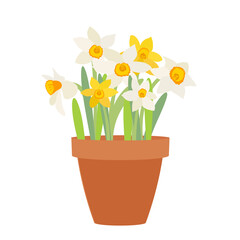 Bouquet of spring flowers daffodils in flower pot isolated on white background. EPS10