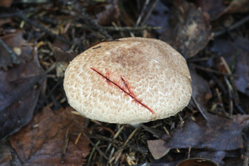 Agaricus langei, known as Scaly Wood Mushroom, wild mushrooms from Finland