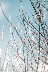 Fototapeta na wymiar ice covered branches
