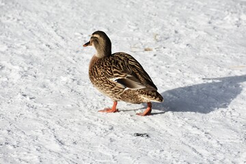 Female mallard duck or Anas platyrhynchos walking on snow.