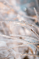 frozen grass