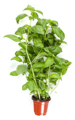 Fresh sweet Genovese basil herbs growing in pot isolated on white background cutout. Flat, top view.