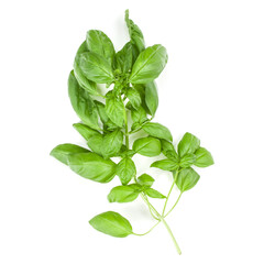 Sweet Genovese basil branch isolated on white background. Flat, Top view.