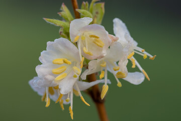 Macro shot of purpus honeysuckle (lonicera x purpusii) flowers