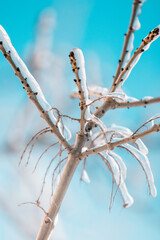 frozen branches
