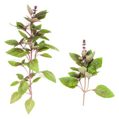 Red basil branch isolated on white background. Flat, Top view.