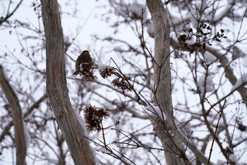 sparrow sitting on the branches of trees in winter  