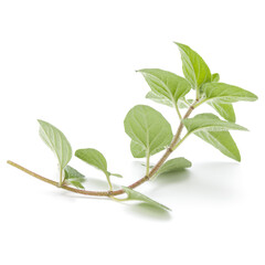 Oregano or marjoram leaves isolated on white background cutout