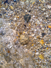 Shell under the sea water