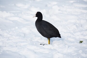 Close up of an Eurasian coot or Fulica atra on snow.