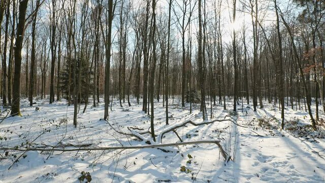 [4k] panning shot of snowy woods in germany