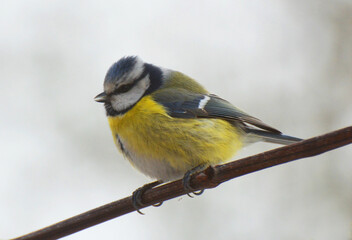 The tit is blue  (Parus caeruleus) on the branch