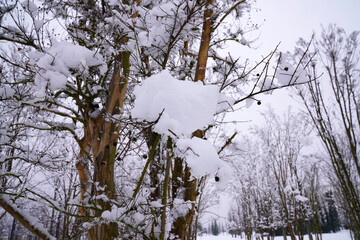 bare tree branches in the park    