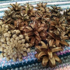 Fototapeta premium Dried spruce cones for crafts.