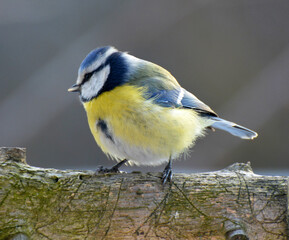 The tit is blue  (Parus caeruleus) on the branch
