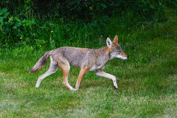 Coyote in suburban shadows passing across a lawn in the suburbs of Seattle