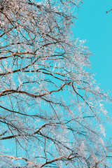 snow covered branches